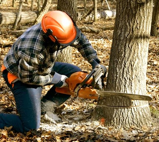 Tree Removal in Mapleton, ME